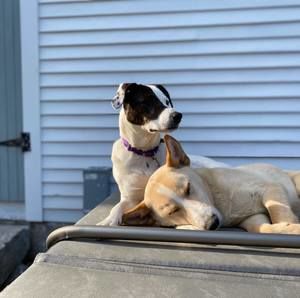 Meet your Posher, Lane